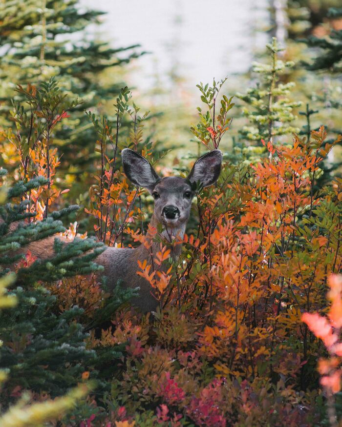 Wildlife photograph of a deer amidst vibrant autumn foliage, displaying nature's beauty and serenity.