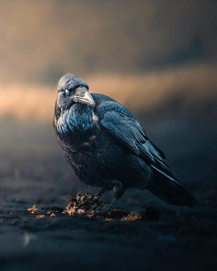A black crow on the ground, captured serenely under soft lighting; an example of beautiful wildlife photography.