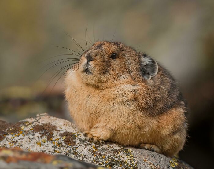 A brown wildlife pika sitting alert on a rock, showcasing its fluffy fur and natural habitat.