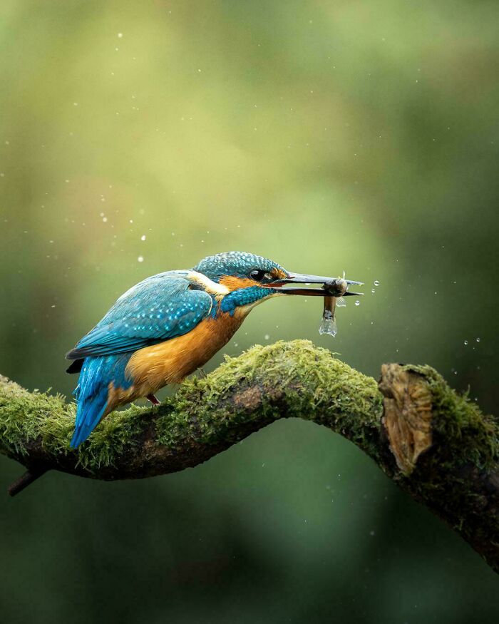 Kingfisher perched on a mossy branch holding a fish, showcasing beautiful wildlife photography.