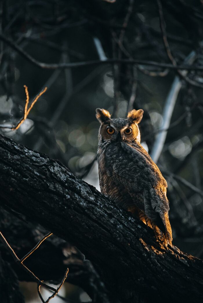 Wildlife photograph of an owl perched on a tree branch, illuminated by soft sunlight.