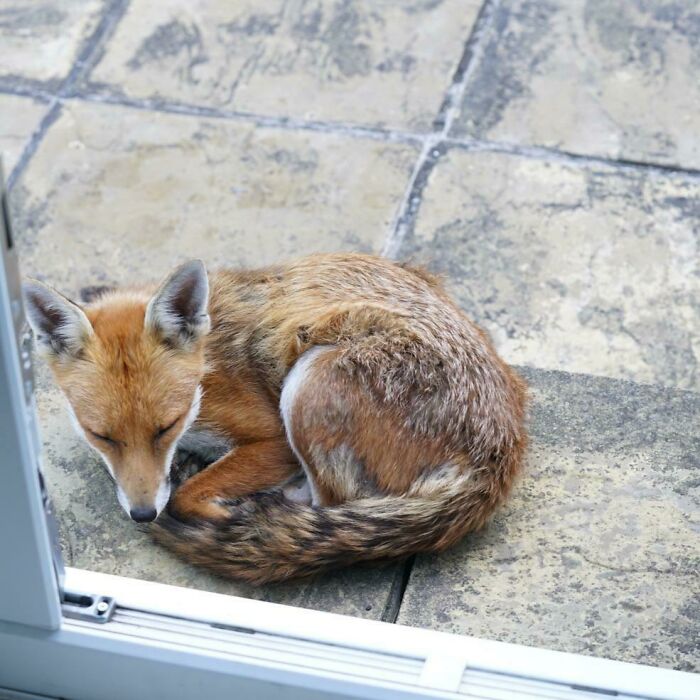Sleeping fox curled up on a patio, showcasing beautiful wildlife photography.