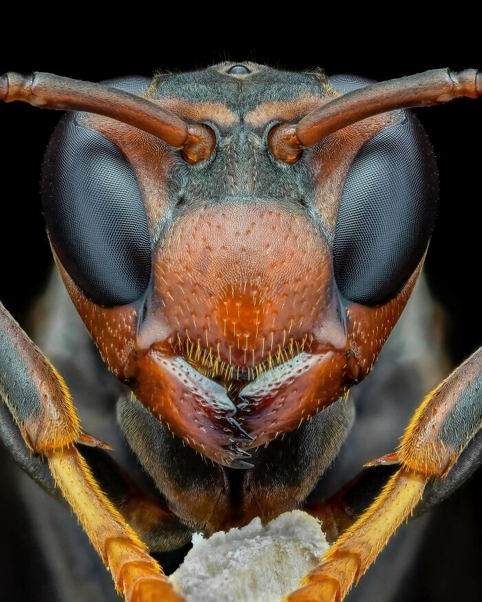Close-up of an insect's face showing detailed eyes, a main example of beautiful wildlife photography.