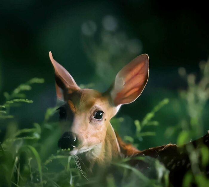 Young deer peeking through lush greenery, showcasing beautiful wildlife photography.
