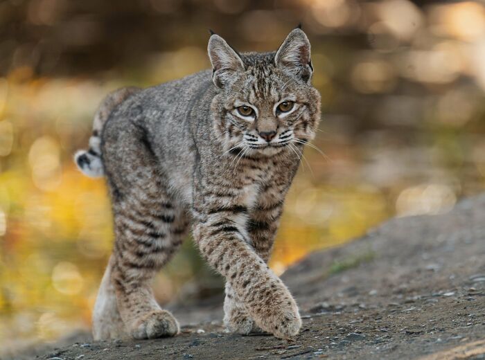 Wildlife photograph of a bobcat walking on rocky terrain with a blurred natural background.