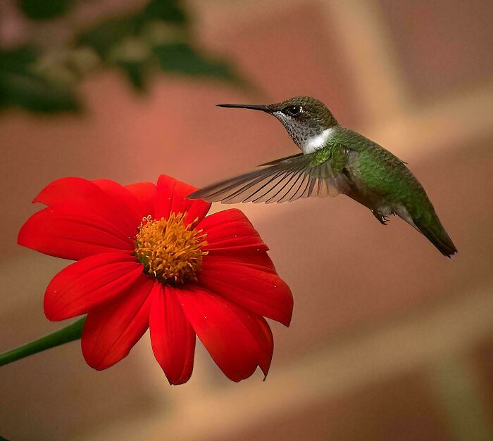 Hummingbird hovering near a vibrant red flower, showcasing beautiful wildlife photography.