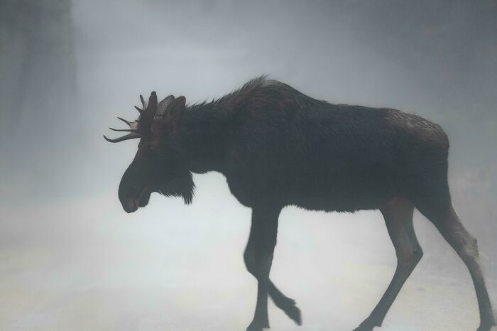Moose walking through misty forest, representing beautiful wildlife photography.