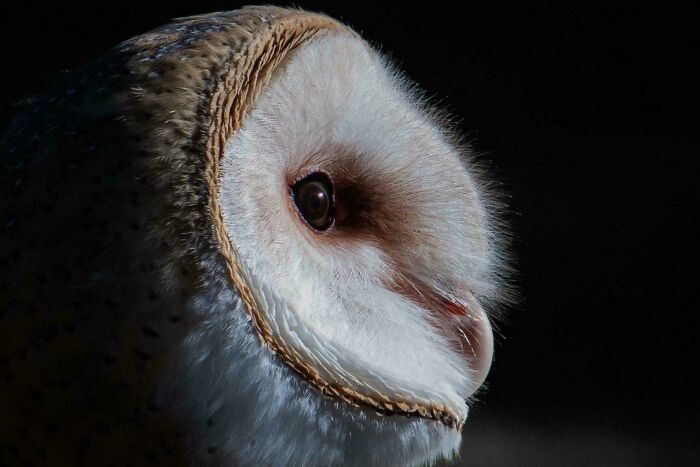 Barn owl in profile with sharp, detailed features against a dark background, showcasing beautiful wildlife photography.
