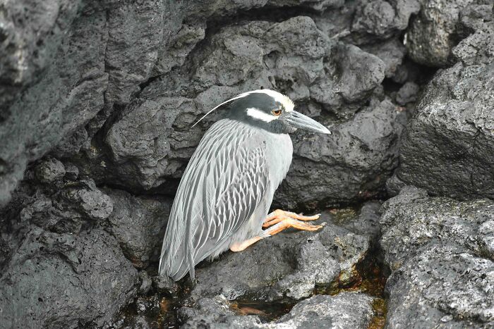 A beautiful wildlife photograph of a heron standing on rocky terrain, showcasing its grey plumage and distinctive features.