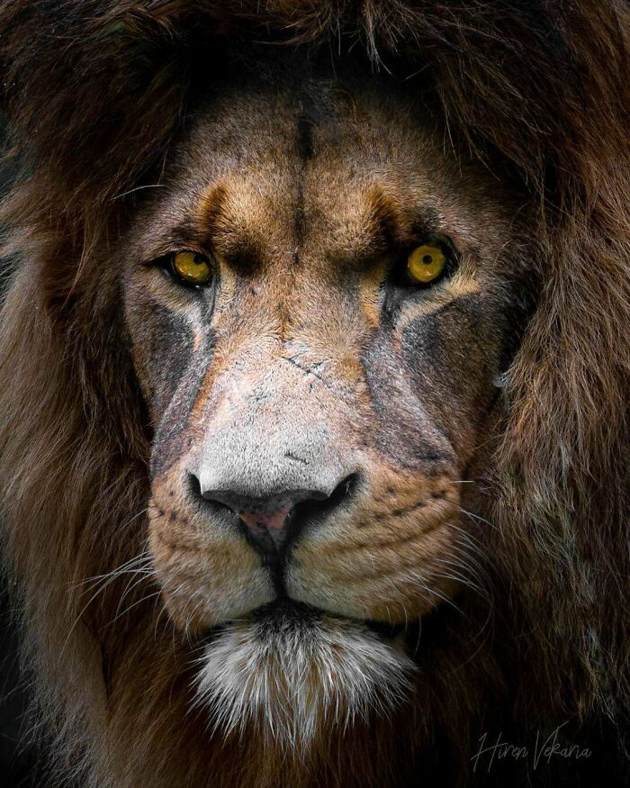Close-up of a lion's face, showcasing its intense gaze and majestic mane; a striking wildlife photograph.