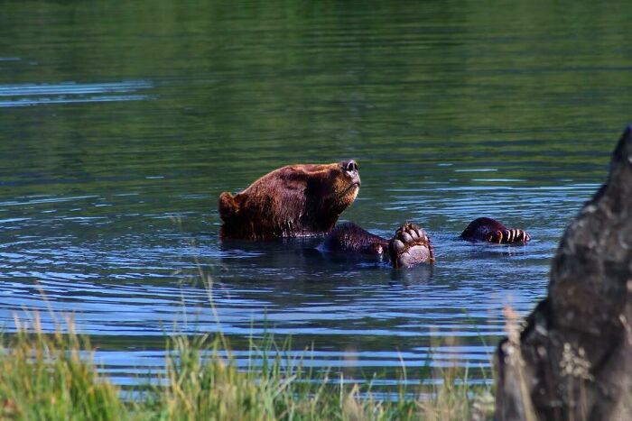 A bear relaxing in a serene lake surrounded by lush greenery in beautiful wildlife photography.