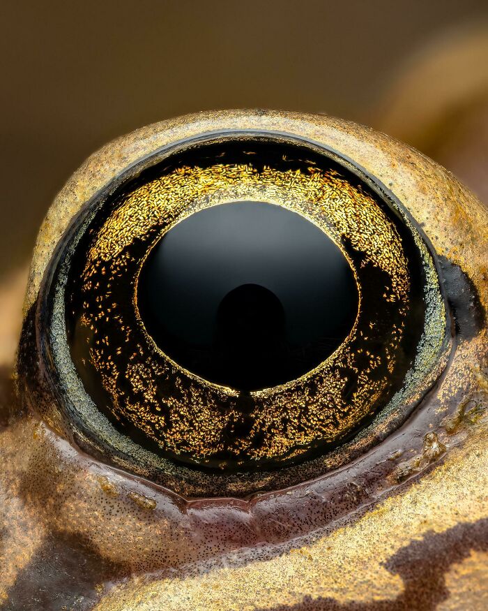 Close-up of a frog's eye with intricate details, showcasing beautiful wildlife photography.