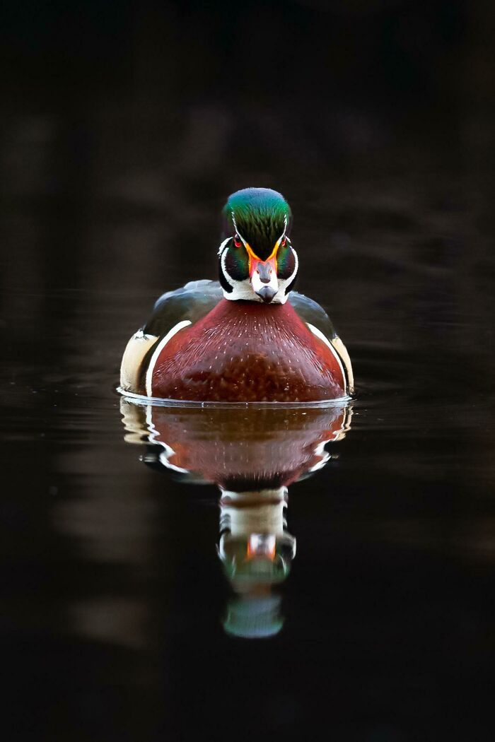 Colorful duck swimming on a lake, captured beautifully in wildlife photography.