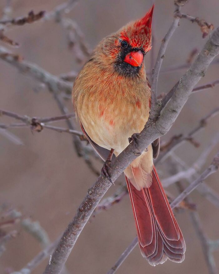 Wildlife photograph of a cardinal bird perched on a branch, showcasing vibrant red and brown plumage.