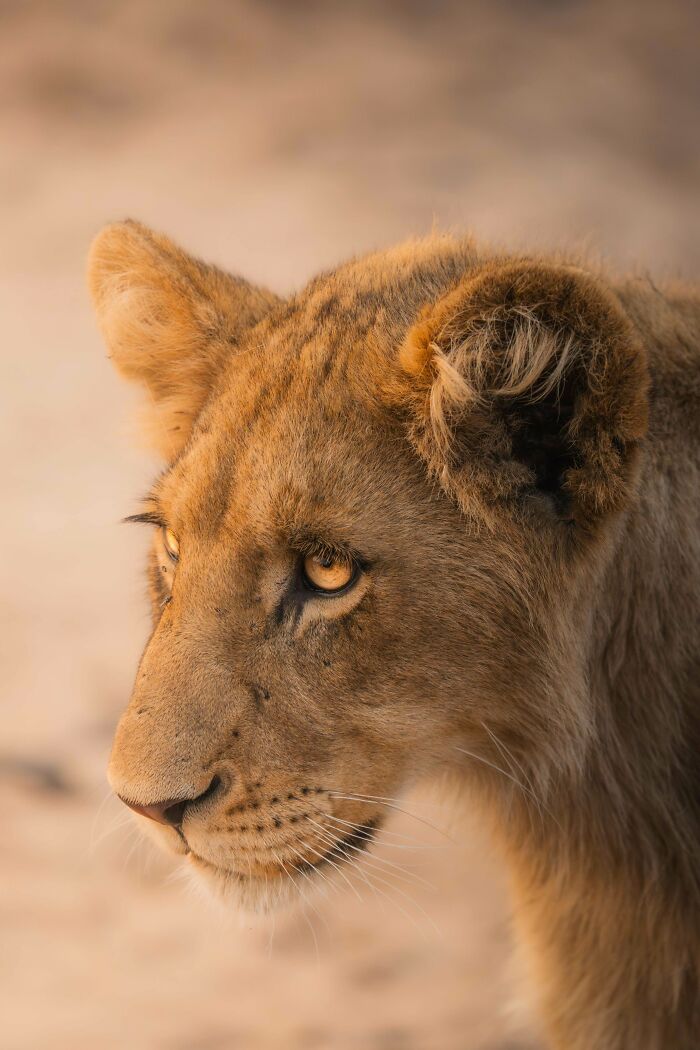 Close-up of a lion with golden fur and intense gaze, capturing beautiful wildlife.