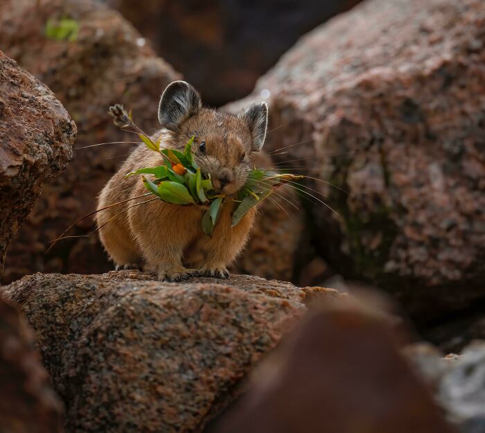 Wildlife photograph of a small pika on rocks, holding a bunch of green leaves in its mouth.