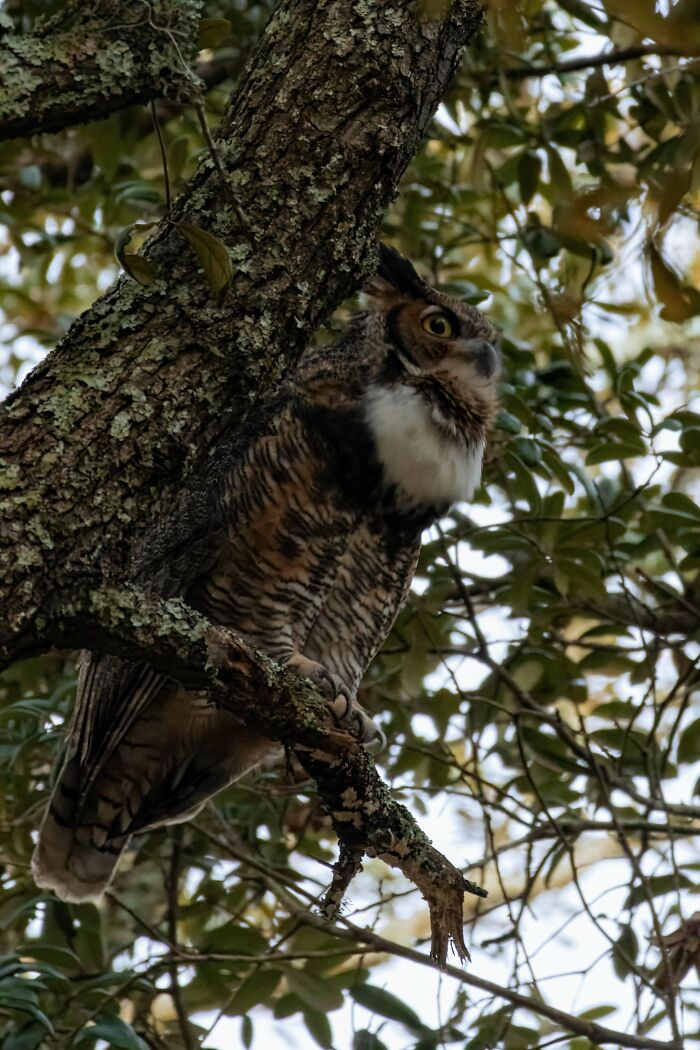 Beautiful wildlife photograph of an owl perched on a tree branch, surrounded by leaves.