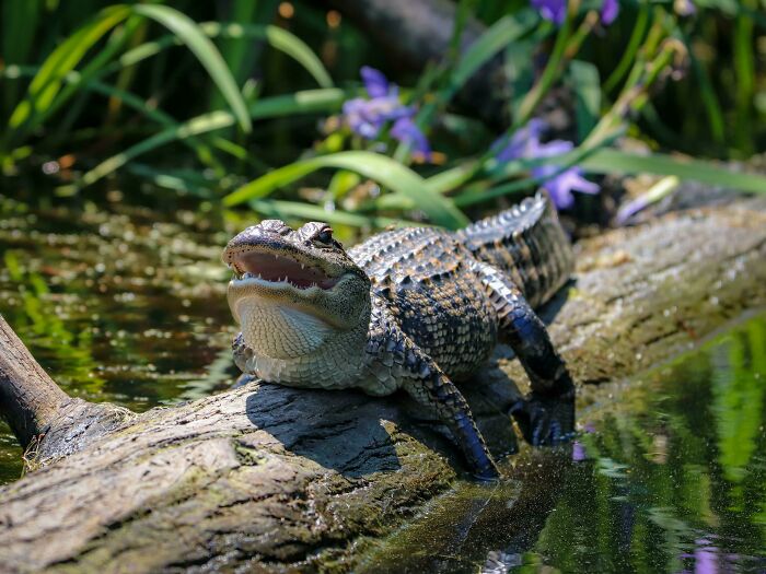 Alligator resting on a log in a pond surrounded by green foliage and purple flowers; interesting wildlife photograph.