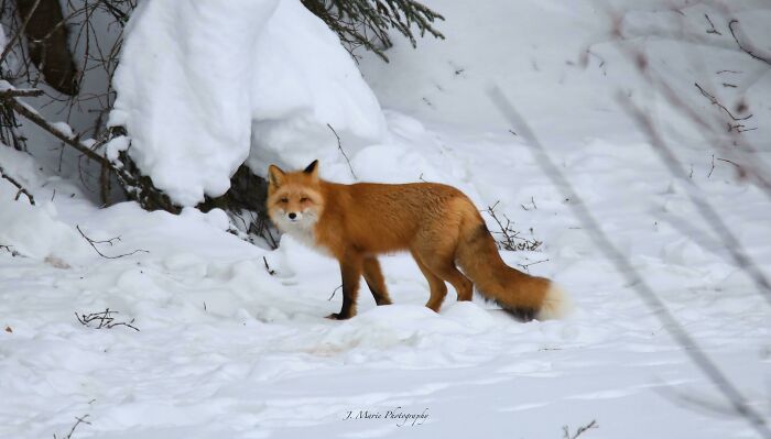 Red fox standing in a snowy landscape, showcasing interesting wildlife photography.