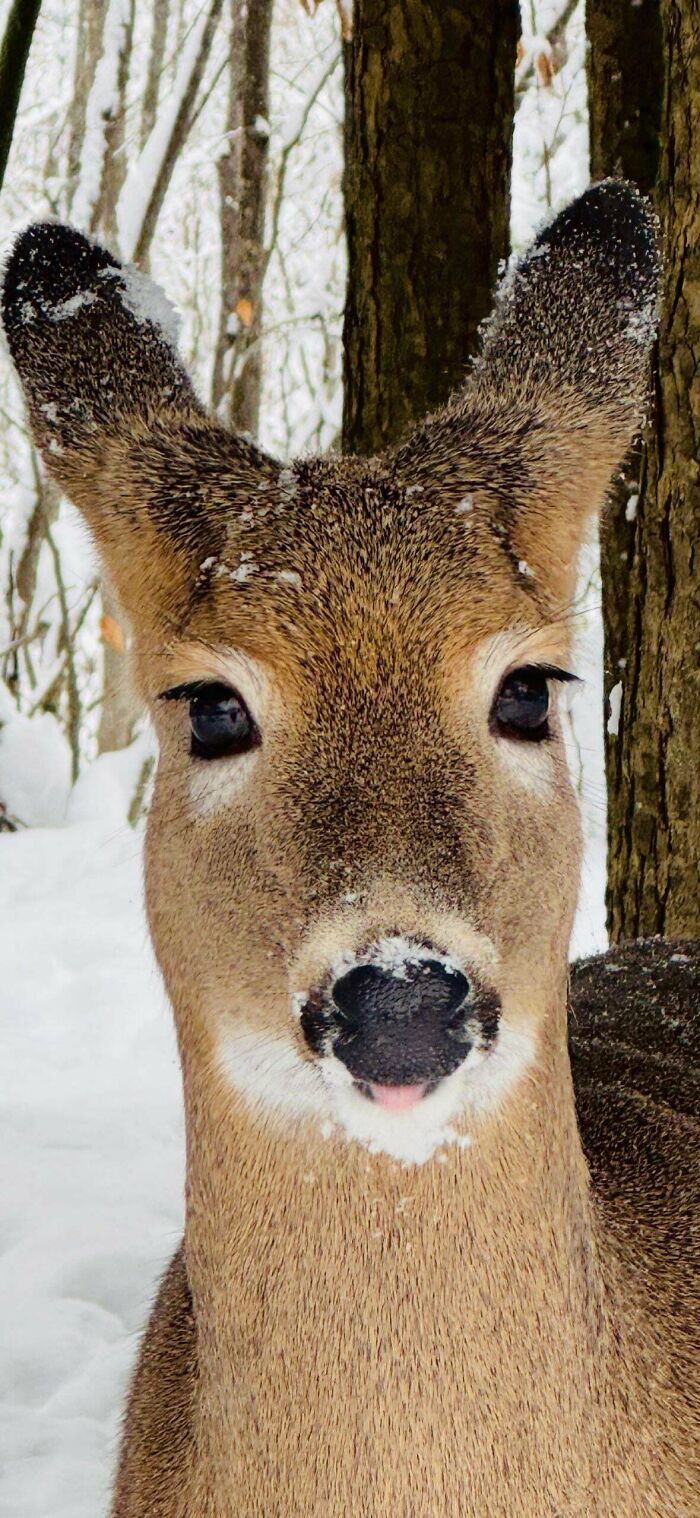 Wild deer with snow on its face in a winter forest, showcasing beautiful wildlife photography.