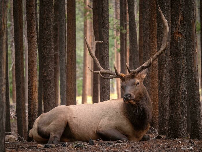 Elk resting among tall trees, showcasing beautiful wildlife in a serene forest setting.