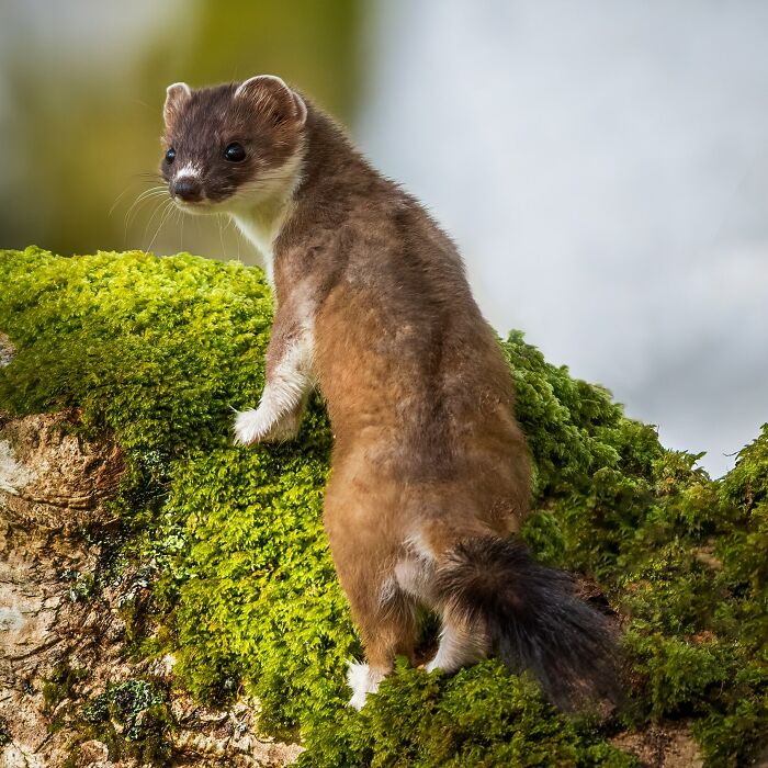 Wildlife photograph of a stoat standing on a moss-covered log, looking over its shoulder in a natural setting.