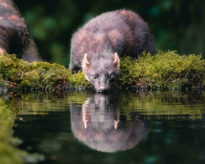 Wildlife photograph of a pine marten on moss, gazing at its reflection in a tranquil pond.