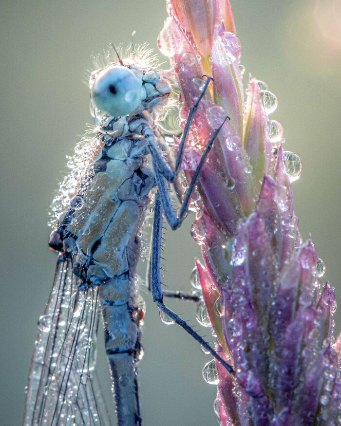 Close-up of a dew-covered damselfly resting on a pink plant, showcasing beautiful wildlife photography.