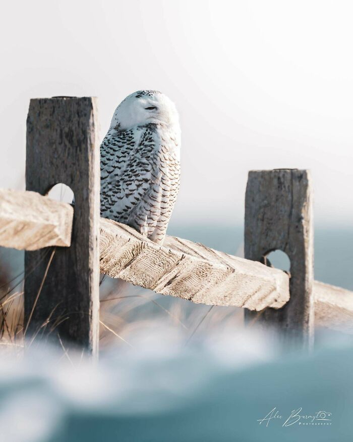 Snowy owl perched on a rustic wooden fence, showcasing beautiful wildlife.