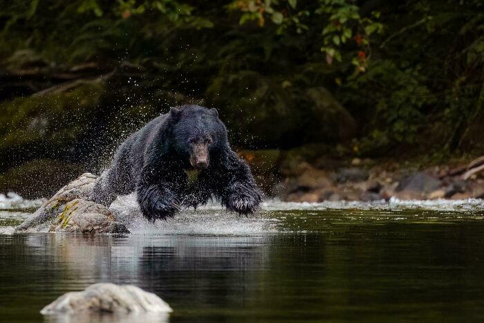 Wildlife photograph of a black bear leaping across a river in a forest setting, splashing water around.
