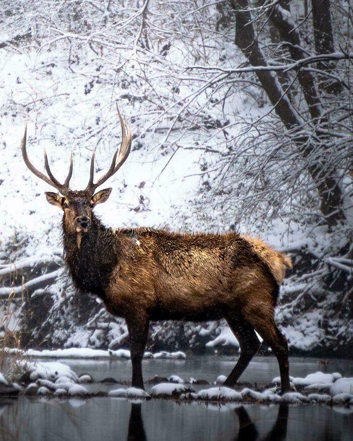 Wildlife photograph of a majestic elk standing by a snowy riverbank.