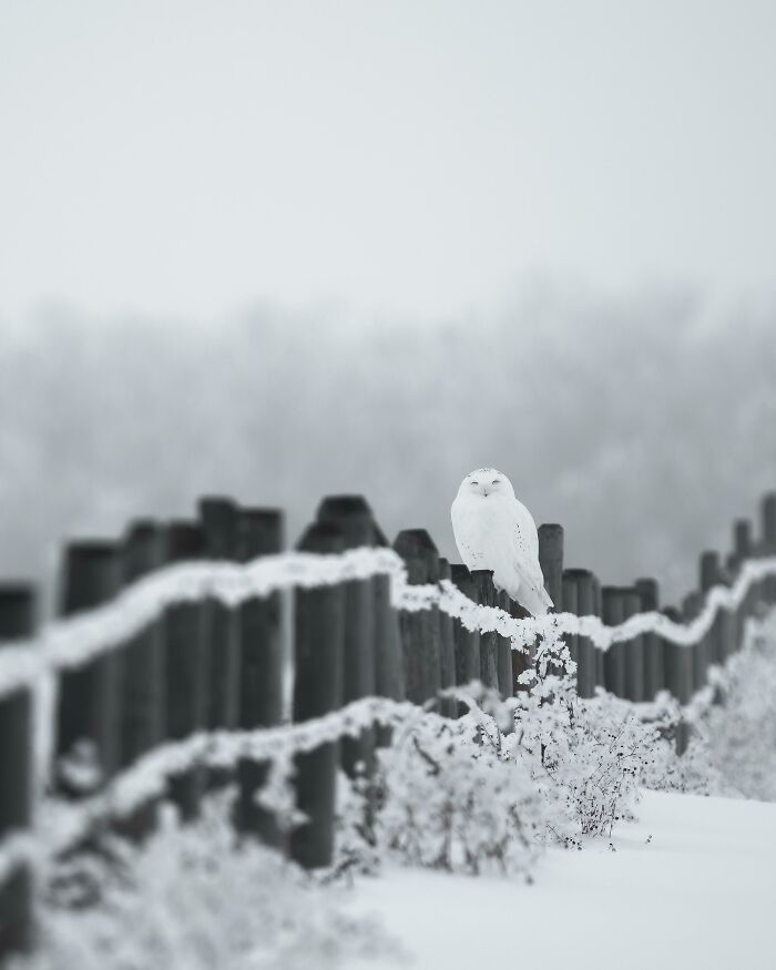 White snowy owl perched on a wooden fence in a winter landscape, showcasing beautiful wildlife photography.