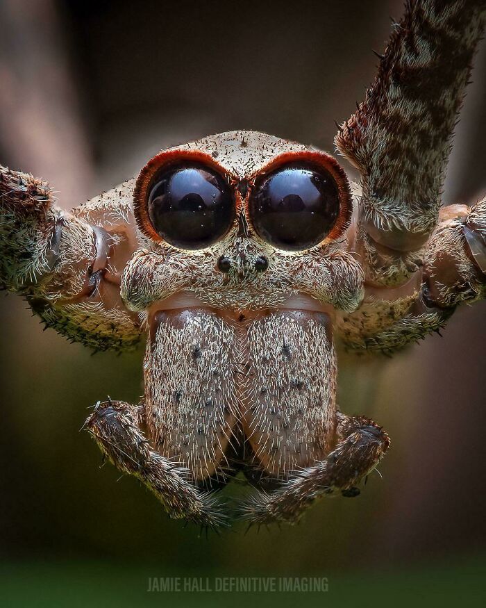 Close-up of a spider with large eyes, showcasing fascinating wildlife details and textures.