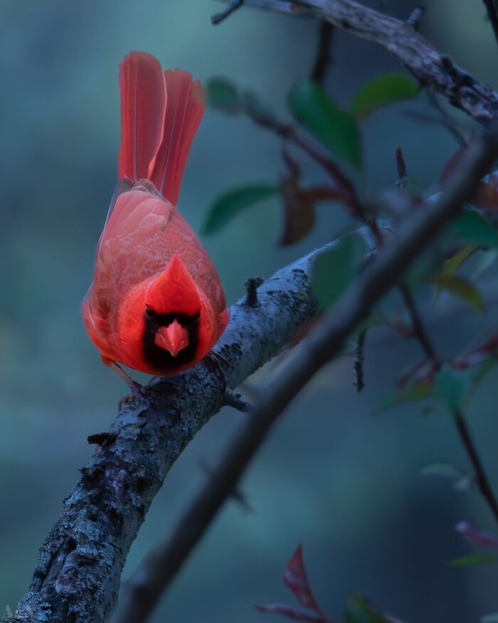 Red cardinal perched on a tree branch in a serene forest setting, showcasing beautiful wildlife.