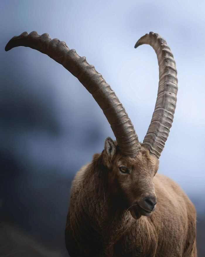 Wildlife photograph of a majestic ibex with large curved horns against a misty background.