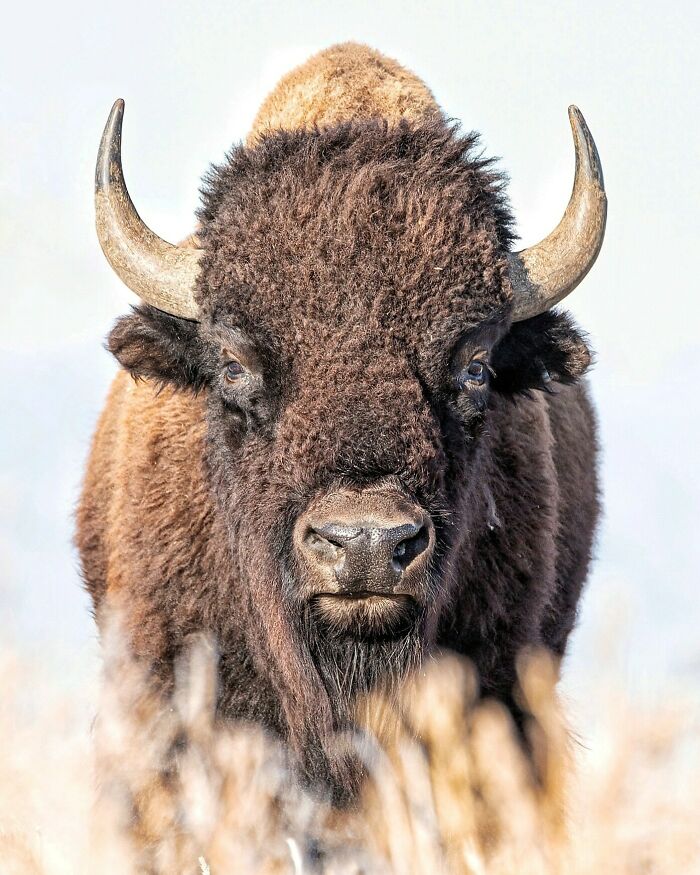 Majestic bison standing in a field, showcasing beautiful and interesting wildlife in its natural habitat.