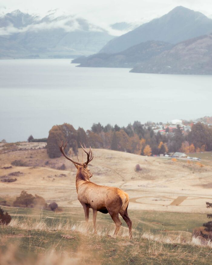 A majestic deer stands in a scenic landscape, showcasing beautiful wildlife.