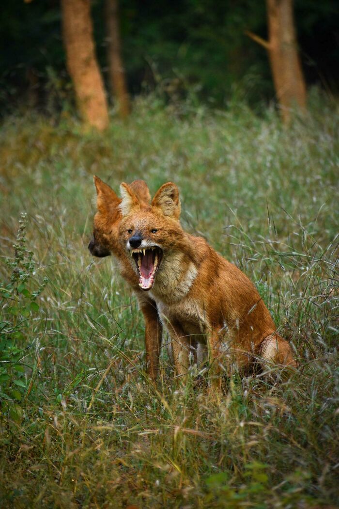 Wildlife photograph of two wild dogs in a grassy field, one with mouth open showing teeth.
