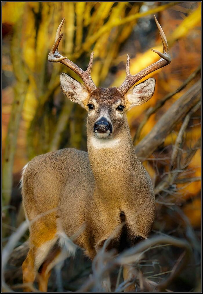 A majestic deer with large antlers stands in a forest, showcasing beautiful wildlife photography.