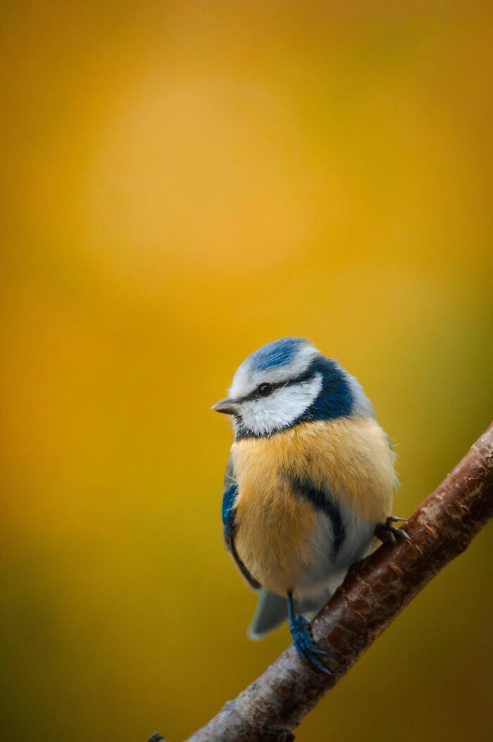 Beautiful wildlife photograph of a blue tit on a branch with a blurred golden background.