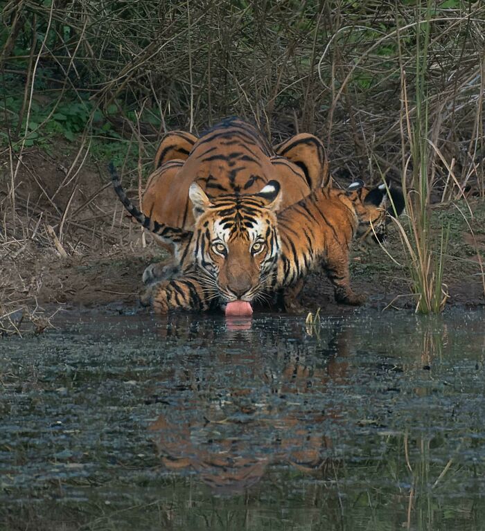 Tiger with cub drinking water at a forest pond, showcasing stunning wildlife photography.