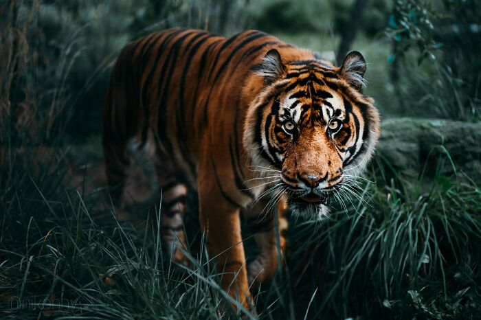 Beautiful wildlife photograph of a tiger walking through dense green foliage, showcasing its striking stripes and intense gaze.