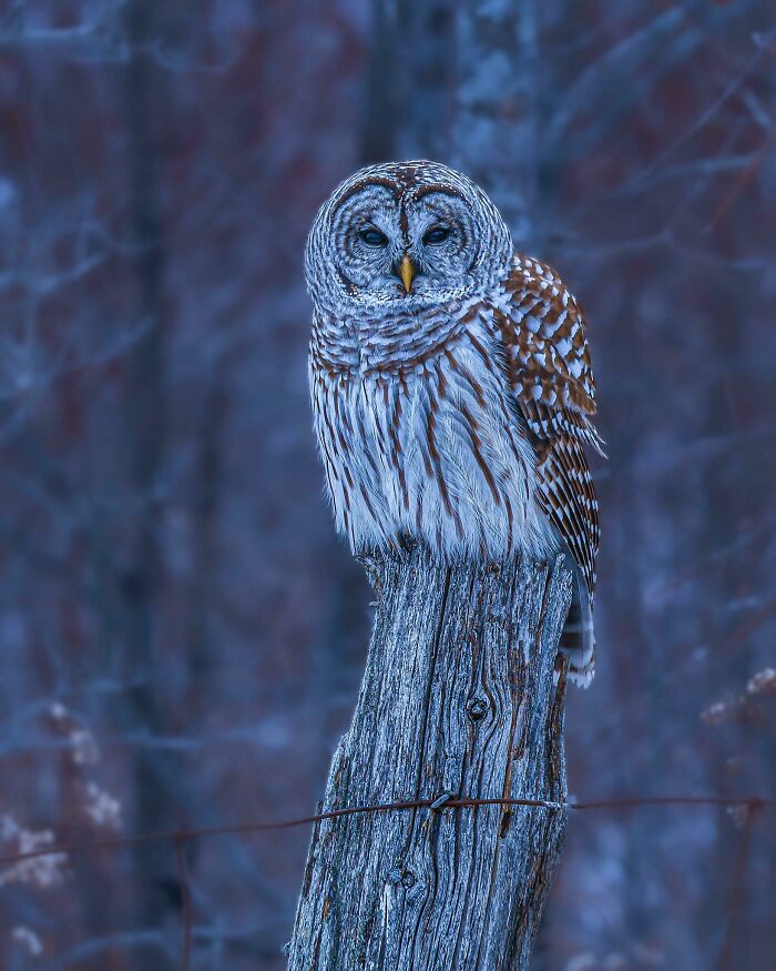 Wildlife photograph of a barred owl perched on a weathered post in a forest setting, captured in cool tones.