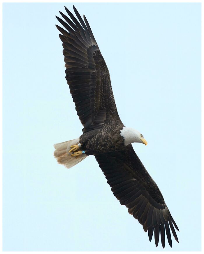 Bald eagle soaring with wings spread wide, showcasing beautiful wildlife photography.
