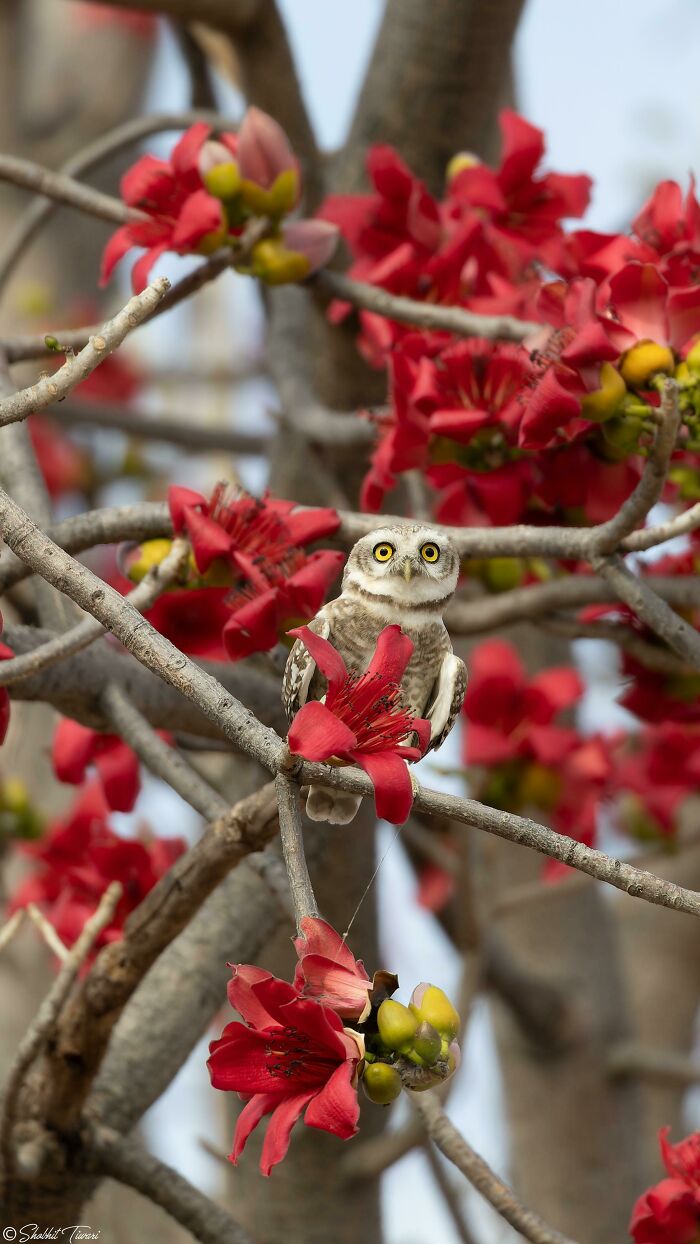 Small owl perched among vibrant red flowers, showcasing beautiful wildlife in nature.