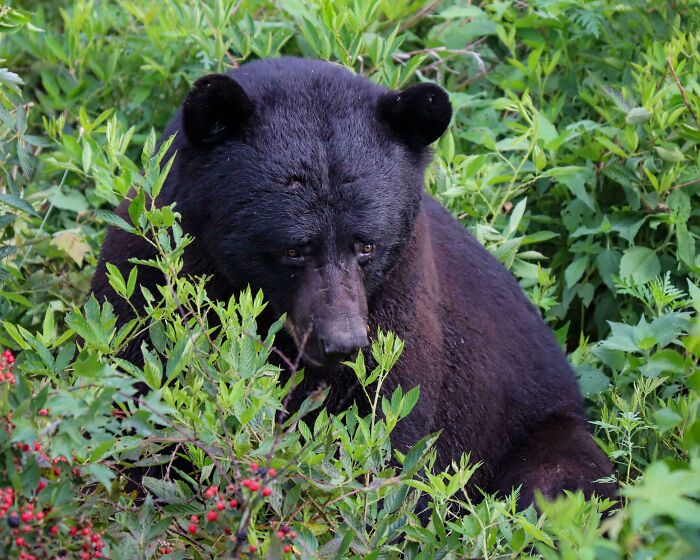 A black bear amidst green foliage and red berries, showcasing beautiful wildlife photography.
