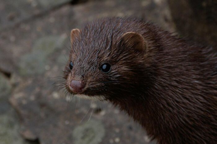 Close-up of a mink with dark fur and small ears, showcasing its glossy coat in a wildlife setting.
