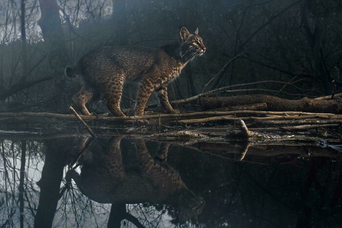 Wild bobcat walking beside a reflective pond surrounded by trees, capturing beautiful wildlife scenery.