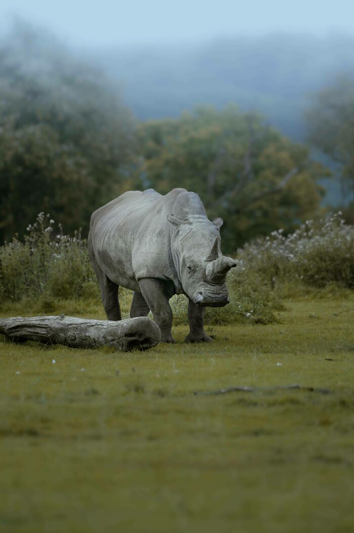 Rhino standing in a green meadow, showcasing beautiful wildlife in its natural habitat.