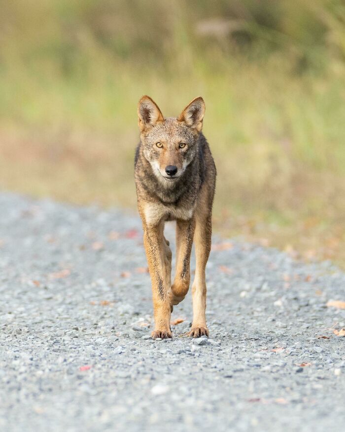 Wildlife photograph of a lone wild canid walking on a gravel path, set against a blurred natural background.